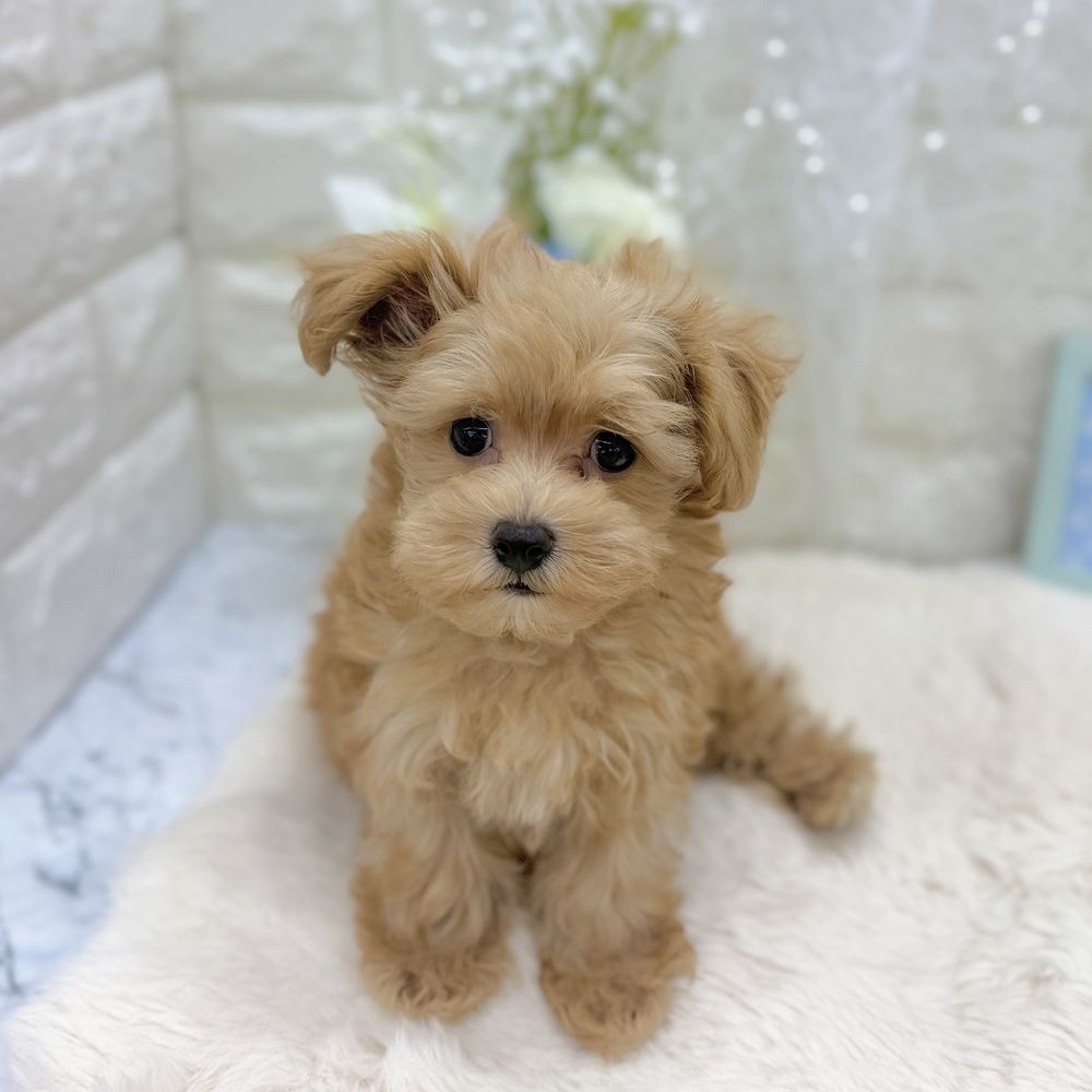 福井県のマルプー(マルチーズ×プードル) (犬の家＆猫の里アミーゴ福井大和田店/2026年8月13日生まれ/男の子/アプリコット)の子犬の2枚目の画像
