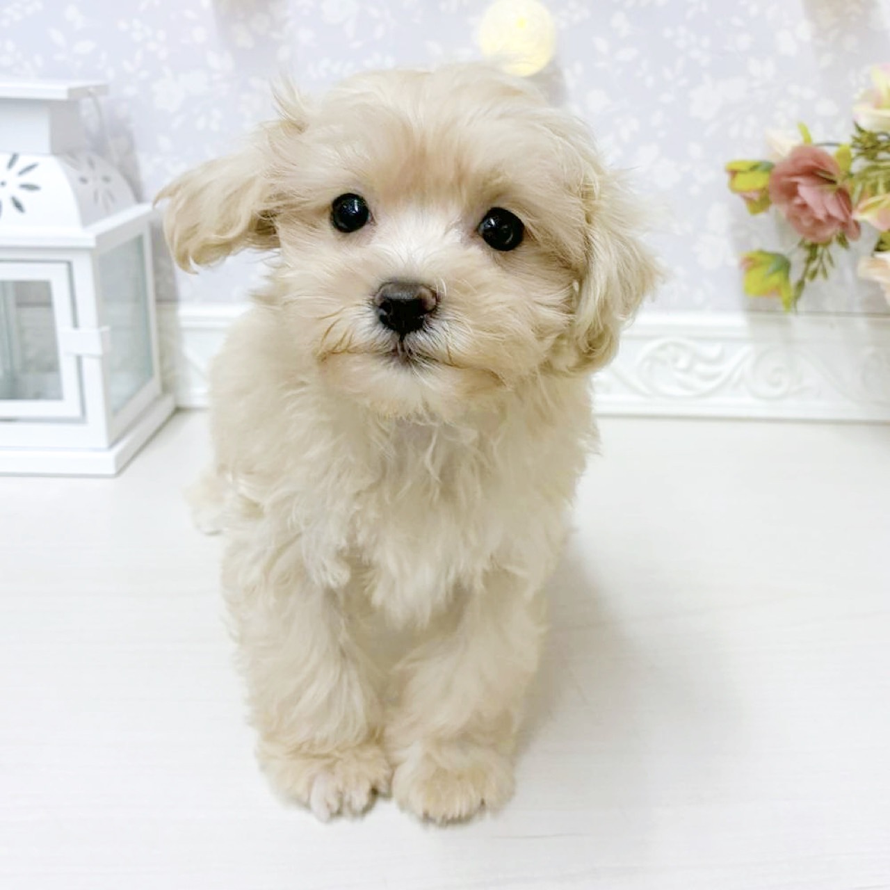 富山県のマルプー(マルチーズ×プードル) (犬の家＆猫の里アミーゴ山室店/2026年8月13日生まれ/女の子/クリーム)の子犬の2枚目の画像
