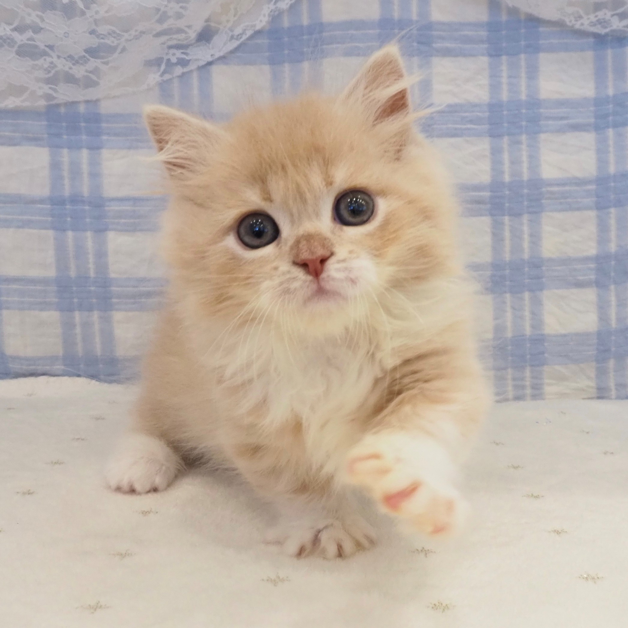 大阪府のミヌエット (犬の家＆猫の里もりのみやキューズモールBASE店/2026年8月15日生まれ/男の子/クリームタビーホワイト)の子猫の1枚目の画像