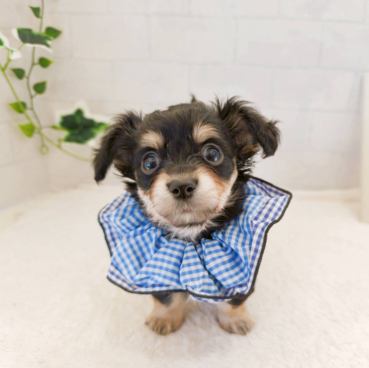 石川県のチワックス(チワワ×ダックス) (犬の家＆猫の里金沢店/2026年8月15日生まれ/男の子/ブラックタン)の子犬の1枚目の画像