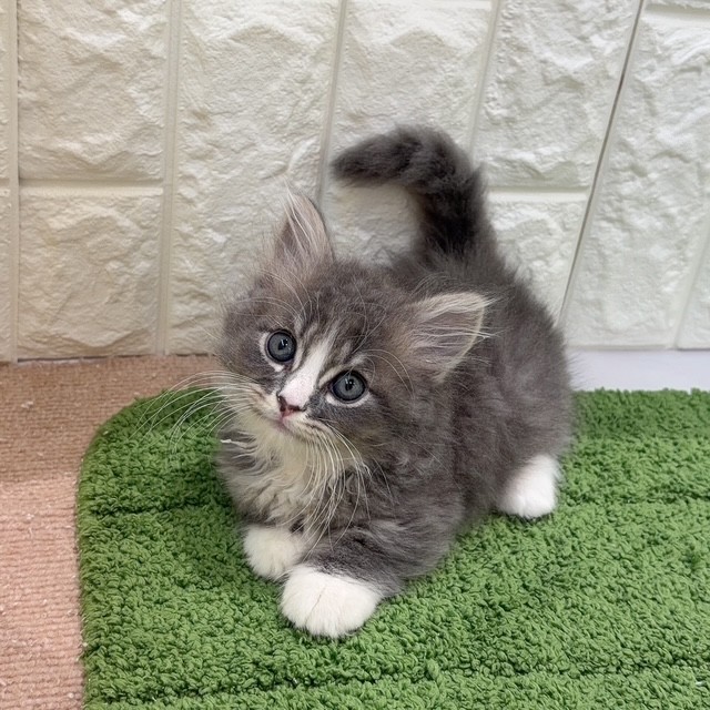 岡山県のミヌエット (犬の家＆猫の里倉敷店/2026年8月15日生まれ/男の子/ブルーシルバータビーホワイト)の子猫の1枚目の画像