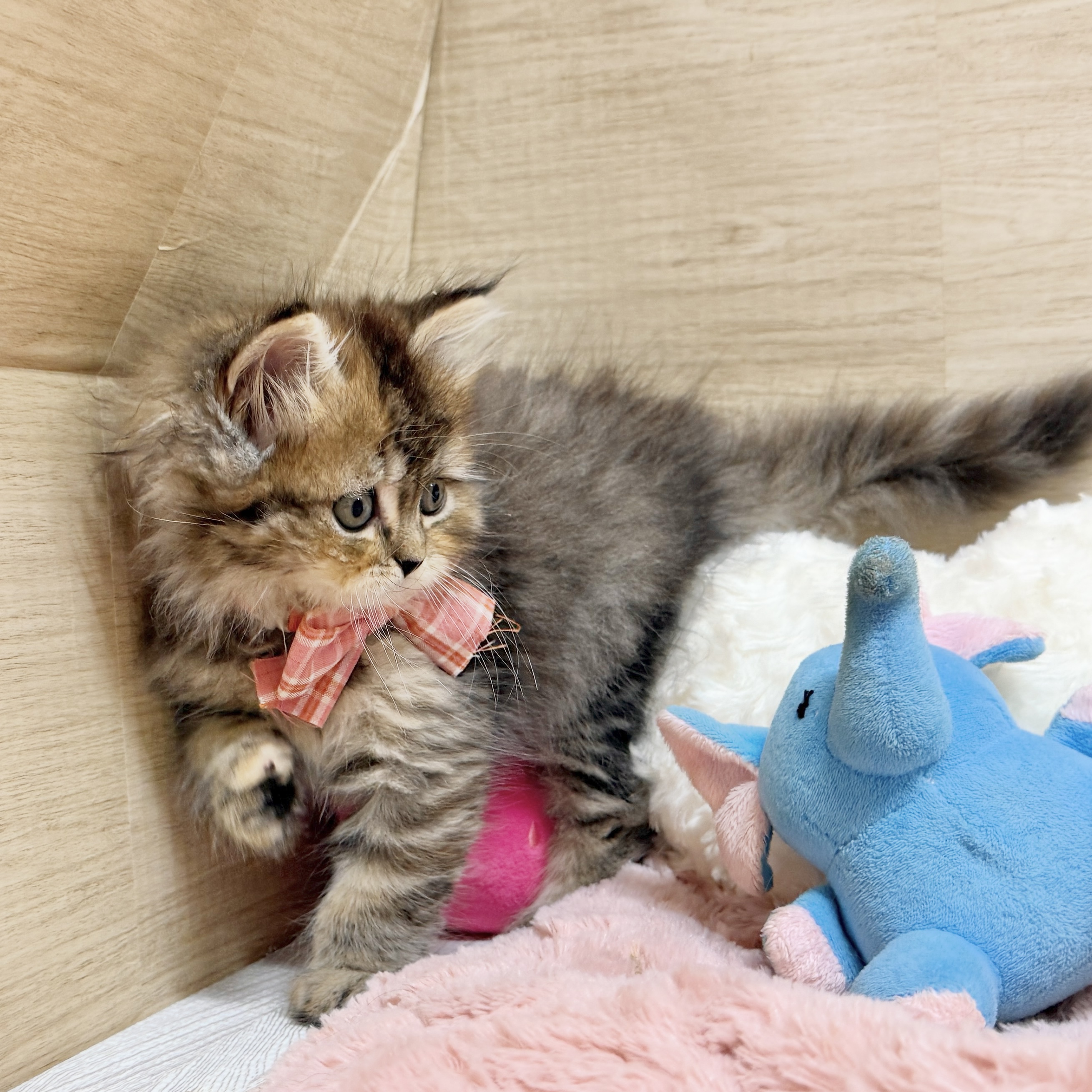 大阪府のスコティッシュストレート (犬の家＆猫の里そよら東岸和田店/2026年8月14日生まれ/女の子/ブラウンパッチドタビー)の子猫の2枚目の画像