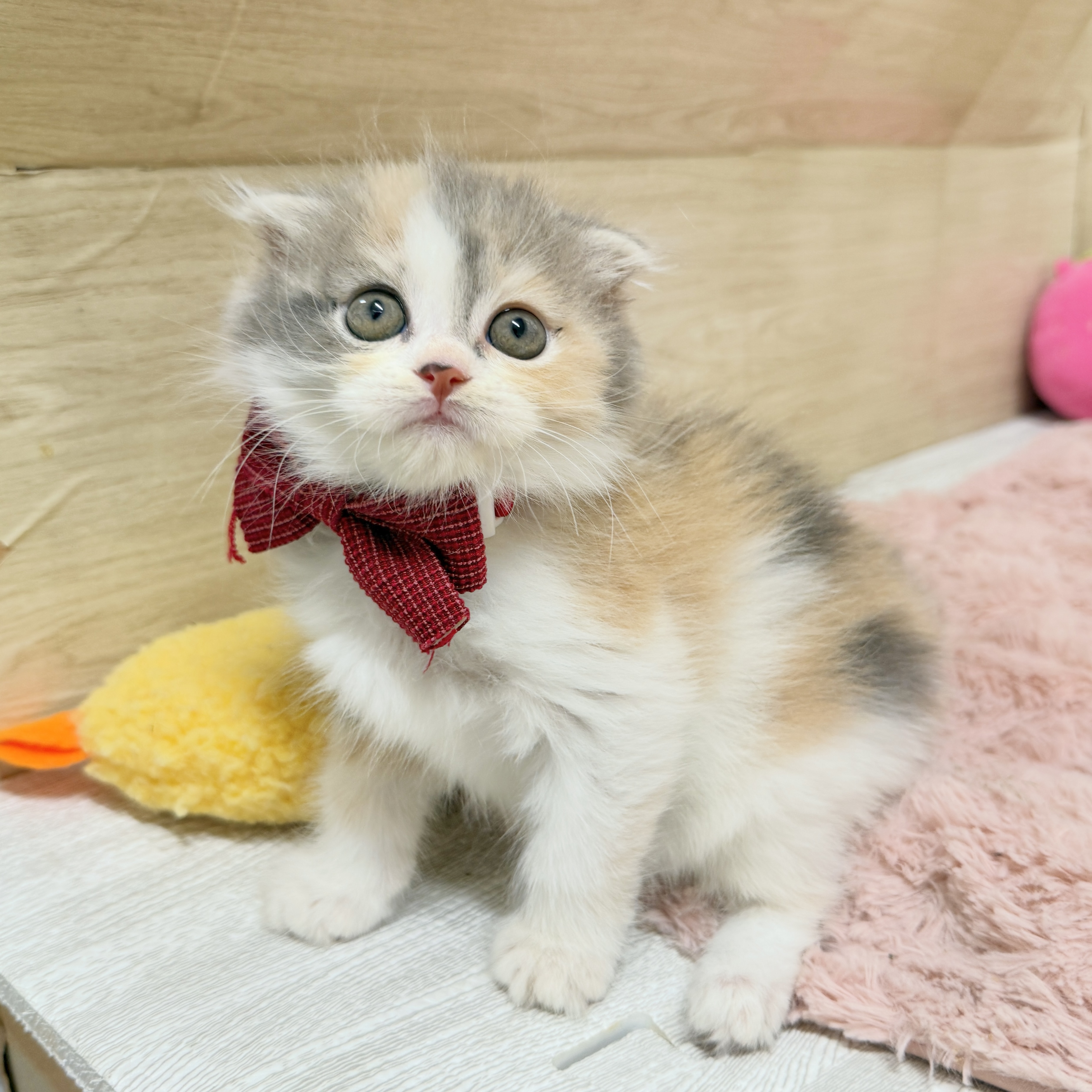 大阪府のスコティッシュフォールド (犬の家＆猫の里そよら東岸和田店/2026年8月14日生まれ/女の子/ダイリュートキャリコ)の子猫の2枚目の画像