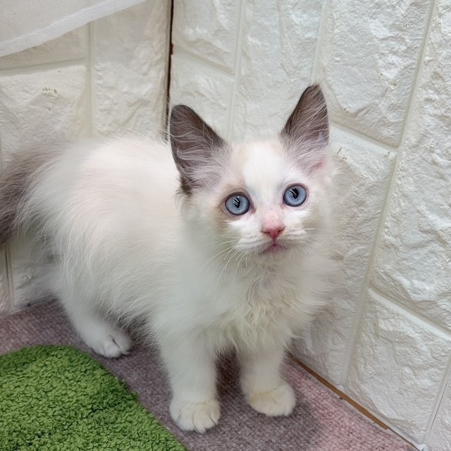 岡山県のラグドール (犬の家＆猫の里倉敷店/2026年8月13日生まれ/男の子/シールポイントバイカラー)の子猫の1枚目の画像
