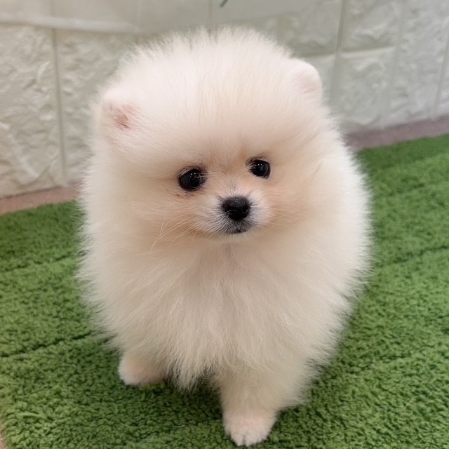 岡山県のポメラニアン (犬の家＆猫の里倉敷店/2026年8月15日生まれ/女の子/クリーム)の子犬の1枚目の画像