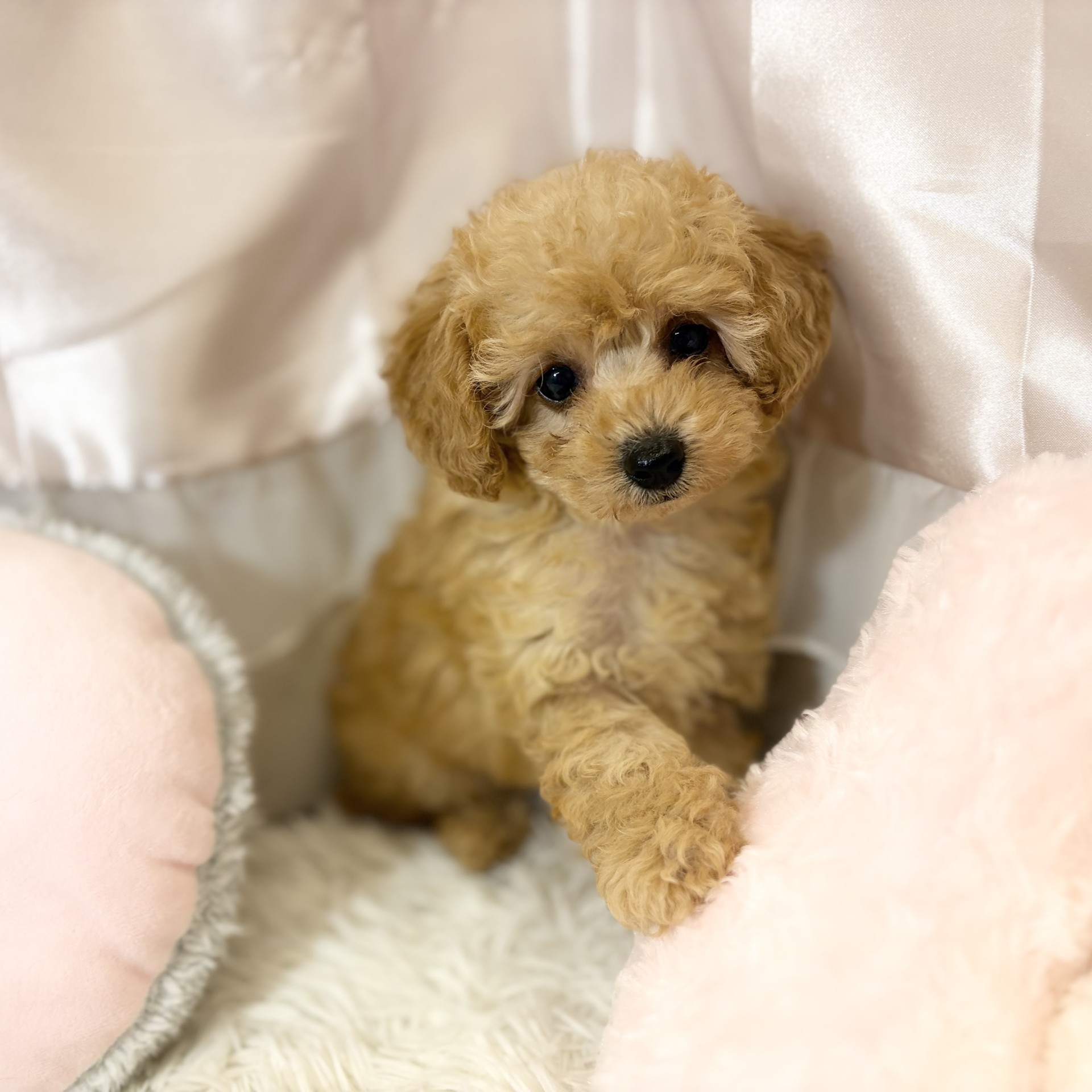兵庫県のトイプードル(トイ) (犬の家＆猫の里カナート西神戸店/2026年8月15日生まれ/女の子/オレンジフォーン)の子犬の1枚目の画像