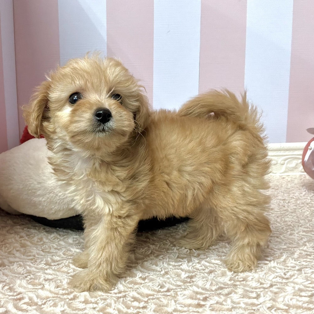 岡山県のマルプー(マルチーズ×プードル) (犬の家＆猫の里倉敷中庄店/2026年8月14日生まれ/女の子/レッド)の子犬の2枚目の画像
