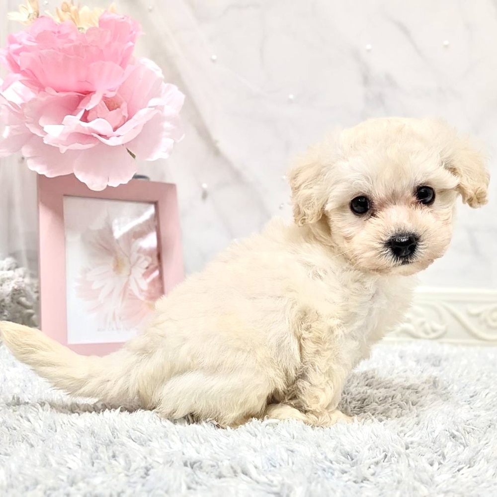 福井県のビションフリーゼ (犬の家＆猫の里福井店/2026年8月7日生まれ/女の子/ホワイト)の子犬の2枚目の画像