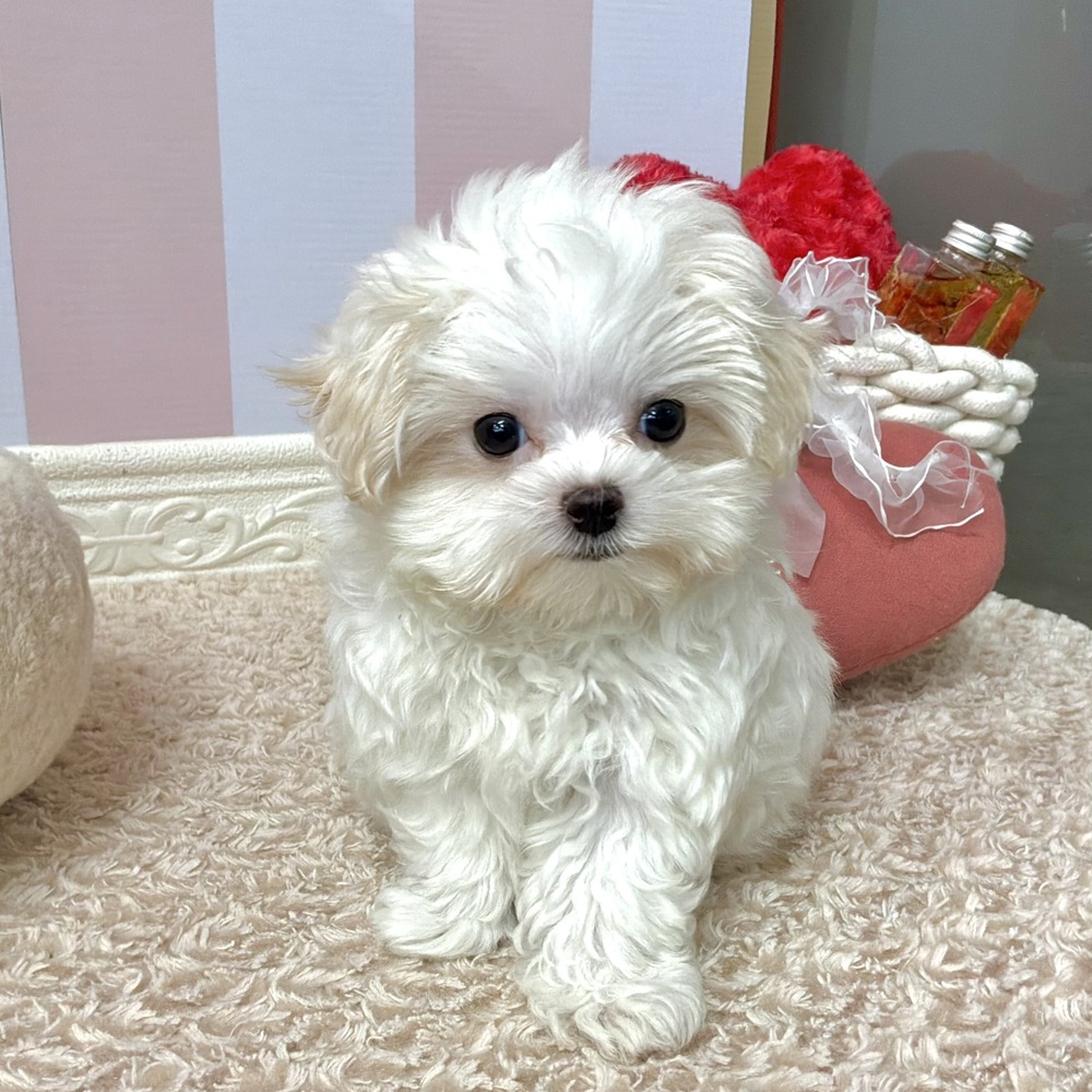 岡山県のマルチーズ (犬の家＆猫の里倉敷中庄店/2026年8月15日生まれ/男の子/ホワイト)の子犬の1枚目の画像