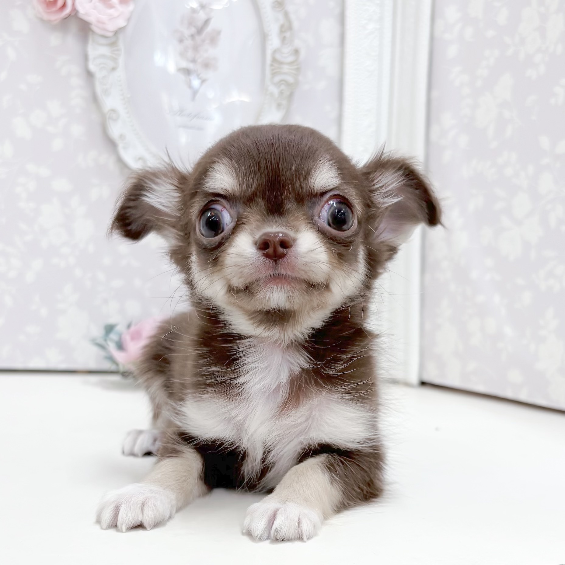 富山県のチワワ(ロング) (犬の家＆猫の里アミーゴ高岡蓮花寺店/2026年8月15日生まれ/女の子/チョコレートタンホワイト)の子犬の2枚目の画像