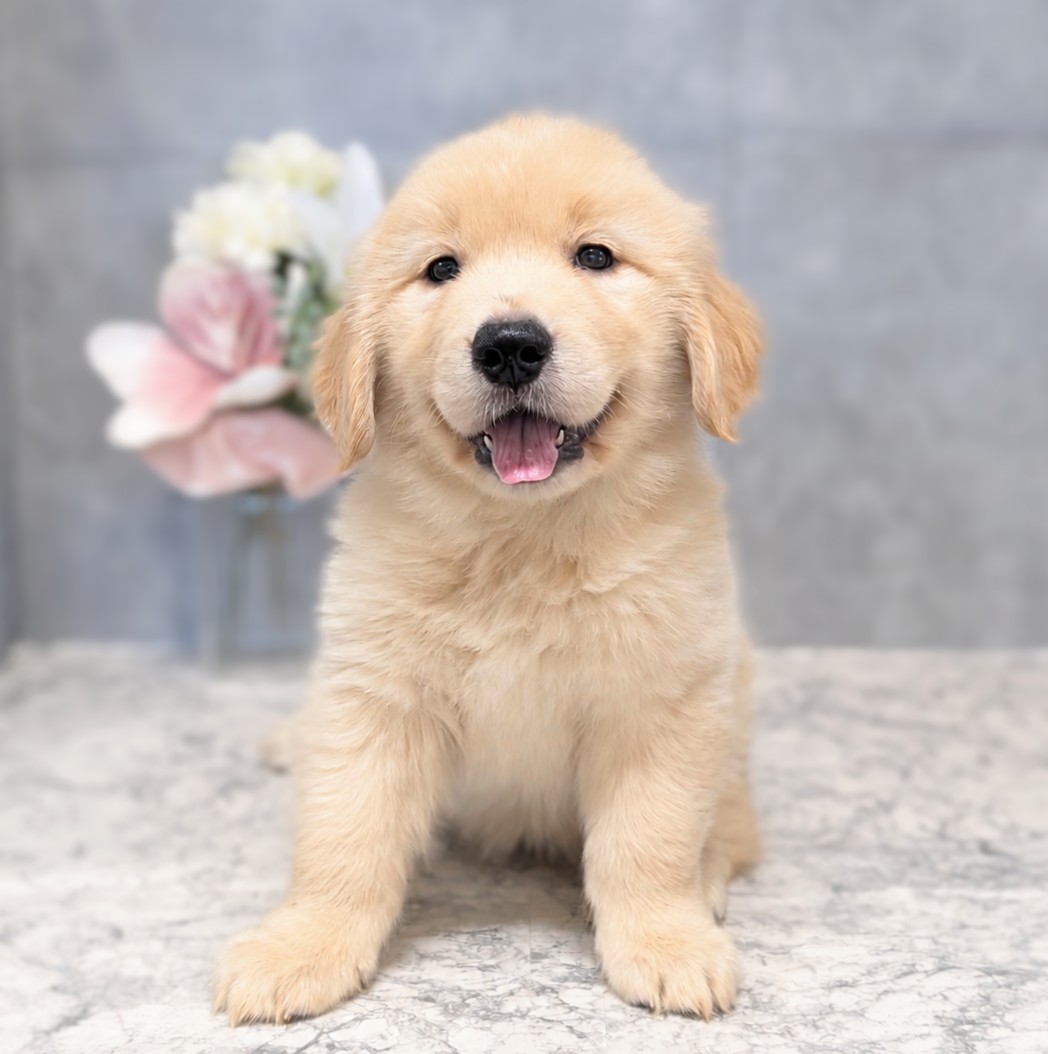 愛知県のゴールデンレトリバー (犬の家＆猫の里安城店/2026年8月16日生まれ/女の子/ゴールデン)の子犬の1枚目の画像