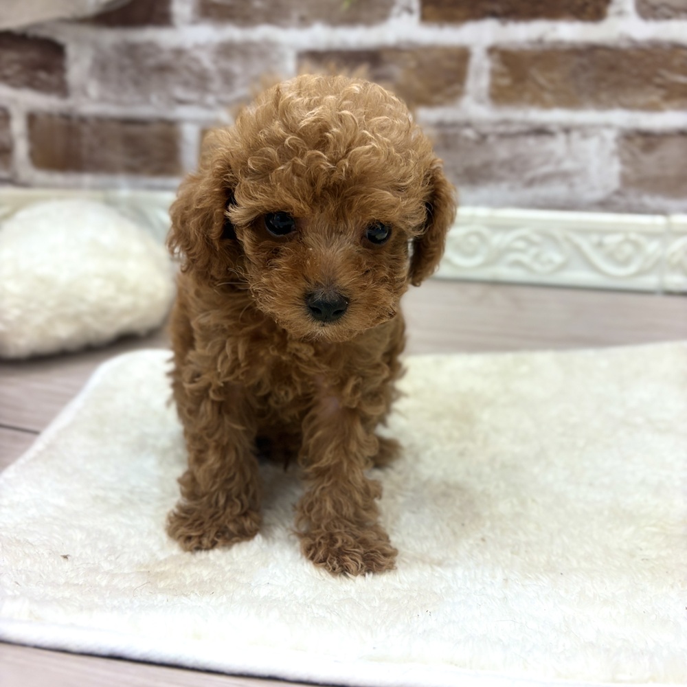 三重県のトイプードル(トイ) (犬の家＆猫の里三重桑名店/2026年8月16日生まれ/男の子/レッド)の子犬の2枚目の画像
