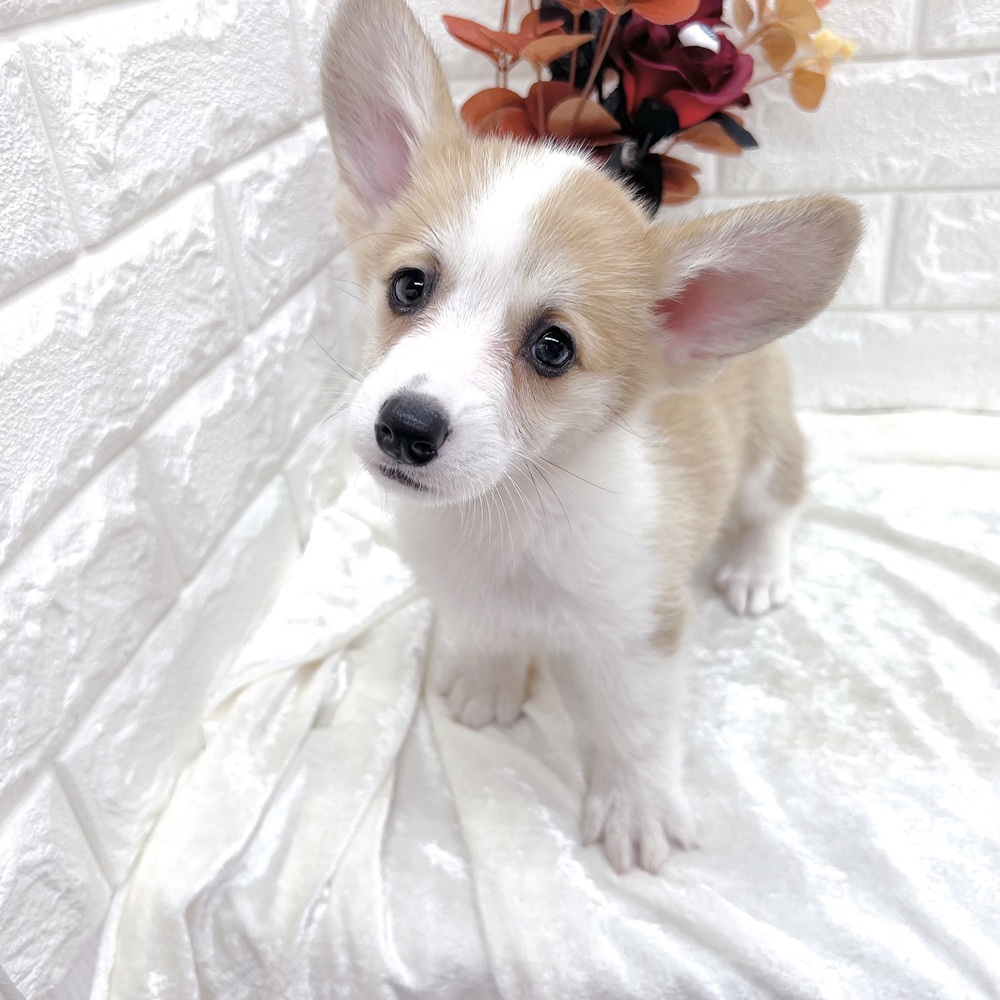 愛知県のウェルシュコーギーペンブローク (犬の家＆猫の里名古屋天白店/2026年8月16日生まれ/女の子/レッドホワイト)の子犬の2枚目の画像