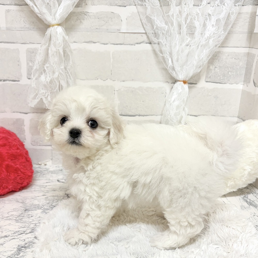 京都府のビションフリーゼ (犬の家＆猫の里京都精華店/2026年8月16日生まれ/女の子/ホワイト)の子犬の2枚目の画像