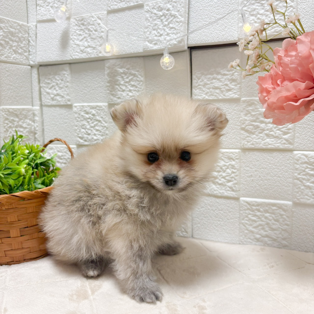東京都のポメラニアン (犬の家＆猫の里ペットフォレスト小平店/2026年8月17日生まれ/女の子/クリームセーブル)の子犬の2枚目の画像