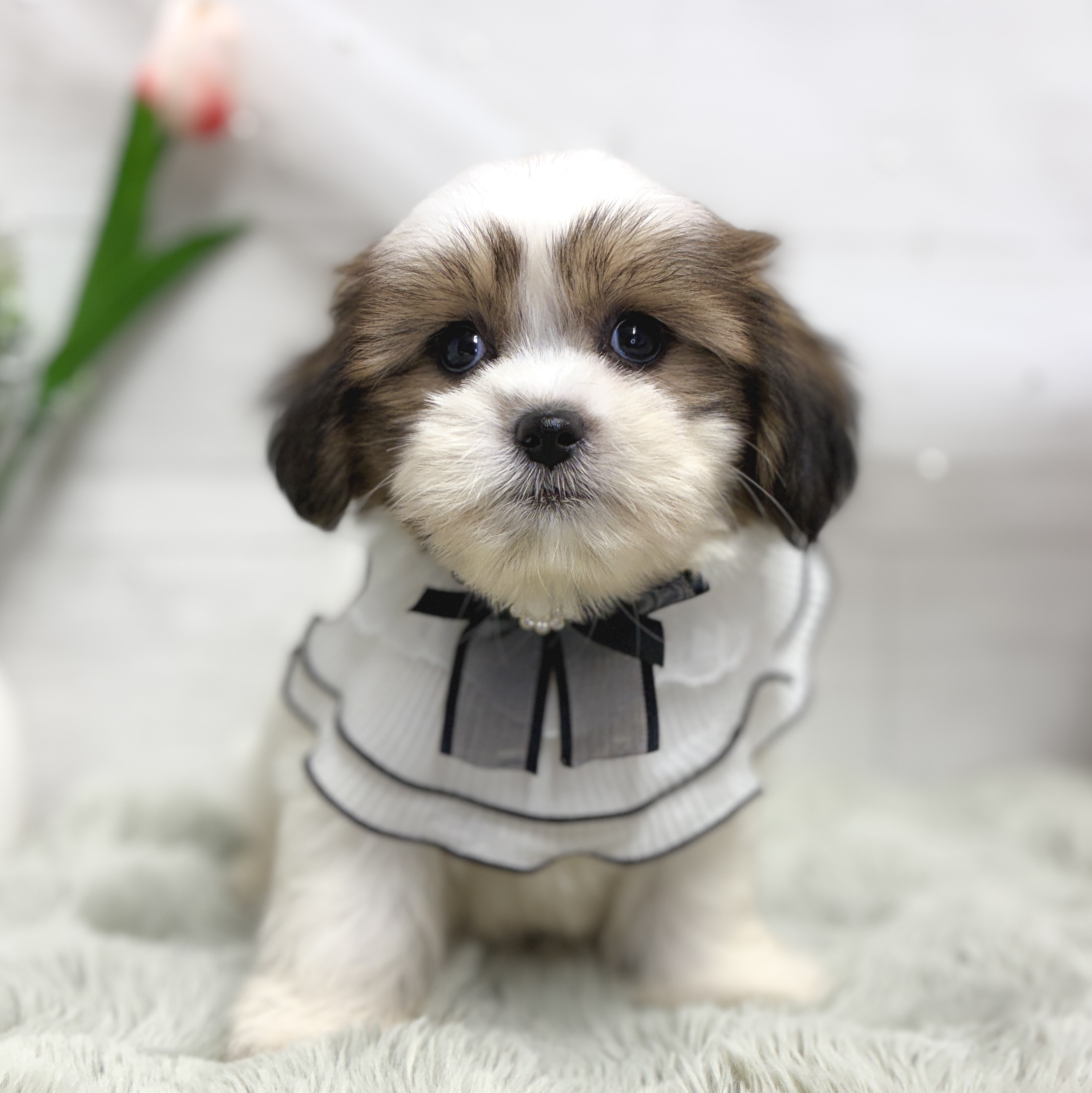 神奈川県のハーフ犬・ミックス犬 (犬の家＆猫の里相模原店/2026年8月17日生まれ/男の子/ホワイトゴールド)の子犬の2枚目の画像