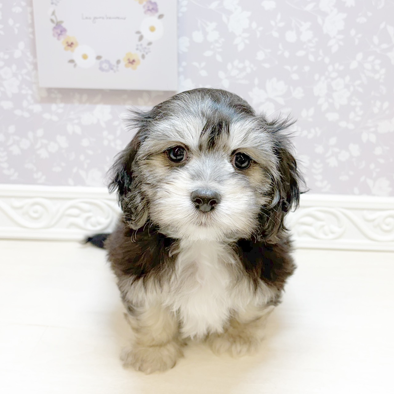 石川県のマルックス(マルチーズ×ダックス) (犬の家＆猫の里アミーゴ金沢おこばた店/2026年8月12日生まれ/女の子/ブラックタン)の子犬の1枚目の画像