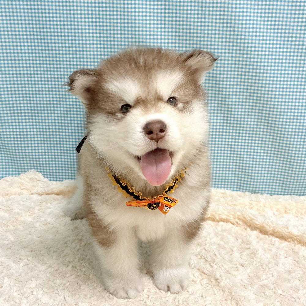 愛知県のアラスカンマラミュート (犬の家＆猫の里一宮店/2026年8月18日生まれ/男の子/ブラウンホワイト)の子犬の1枚目の画像