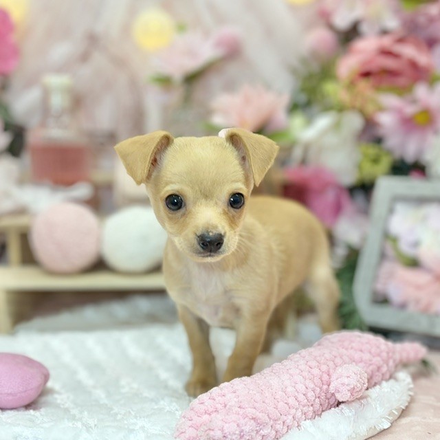 千葉県のチワピン(チワワ×ミニチュアピンシャー) (犬の家＆猫の里ワンズモール稲毛店/2026年8月18日生まれ/男の子/フォーン)の子犬の2枚目の画像
