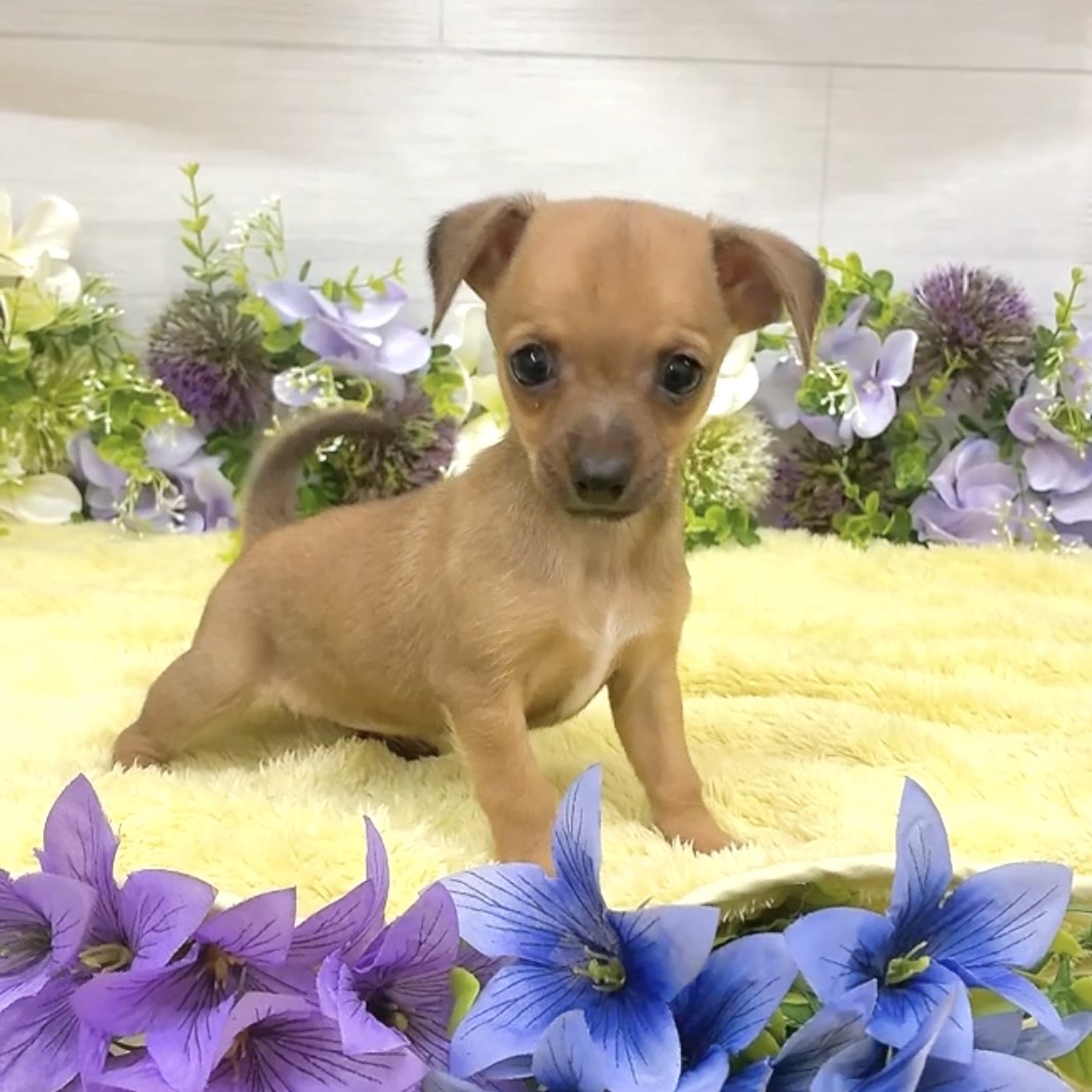 愛知県のチワピン(チワワ×ミニチュアピンシャー) (犬の家＆猫の里碧南店/2026年8月18日生まれ/女の子/レッド)の子犬の2枚目の画像