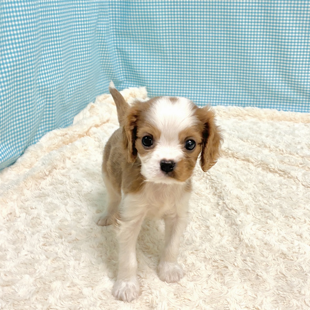 愛知県のキャバリアキングチャールズスパニエル (犬の家＆猫の里一宮店/2026年8月17日生まれ/男の子/ブレンハイム)の子犬の2枚目の画像