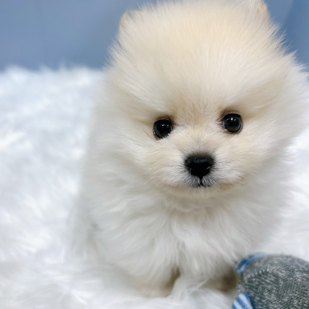 愛知県のポメラニアン (犬の家＆猫の里岡崎店/2026年8月17日生まれ/男の子/クリーム)の子犬の1枚目の画像