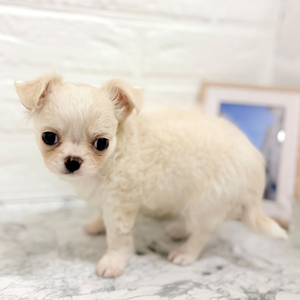 愛知県のチワワ(ロング) (犬の家＆猫の里豊田店/2026年8月16日生まれ/男の子/クリーム)の子犬の2枚目の画像