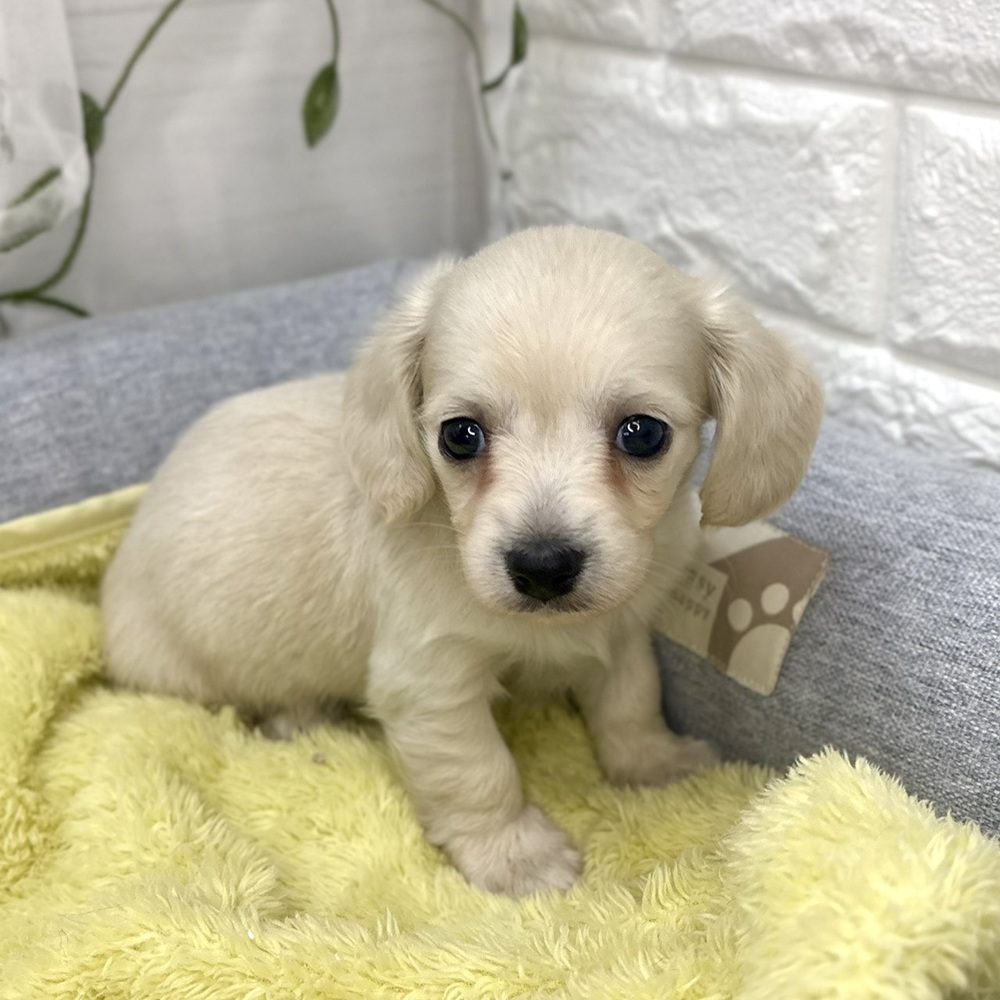 長野県のチワックス(チワワ×ダックス) (犬の家＆猫の里塩尻店/2026年8月17日生まれ/男の子/クリーム)の子犬の1枚目の画像
