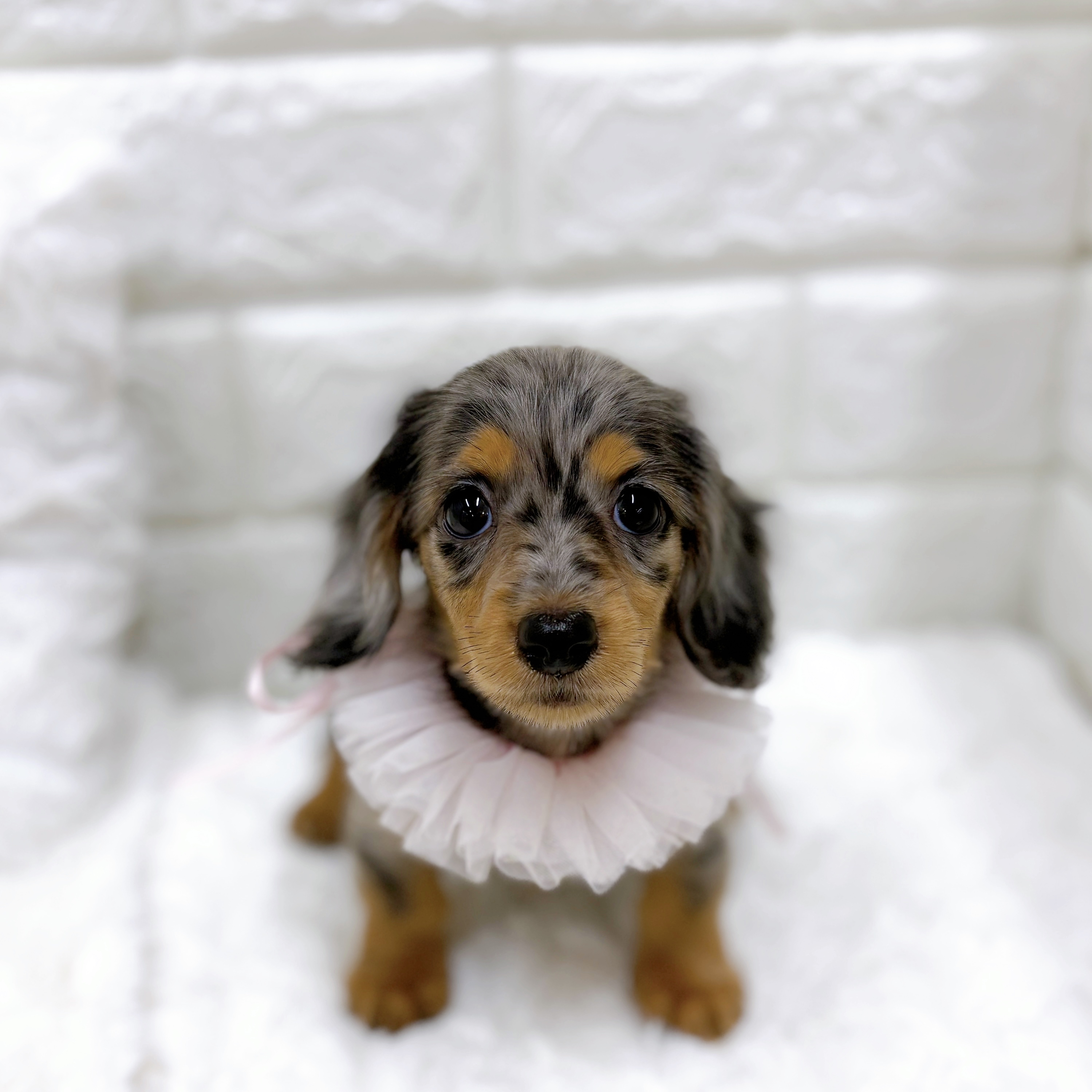 福井県のミニチュアダックスフンド(ロング) (犬の家＆猫の里アミーゴ福井店/2026年8月18日生まれ/女の子/シルバーダップル)の子犬の1枚目の画像