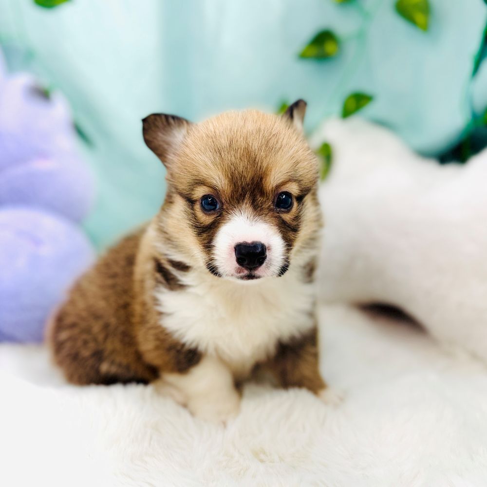 愛知県のウェルシュコーギーペンブローク (犬の家＆猫の里愛知刈谷店/2026年8月18日生まれ/女の子/レッドホワイト)の子犬の2枚目の画像
