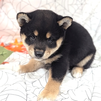 神奈川県の柴犬(標準サイズ) (犬の家＆猫の里小田原店/2026年8月17日生まれ/女の子/黒)の子犬の2枚目の画像