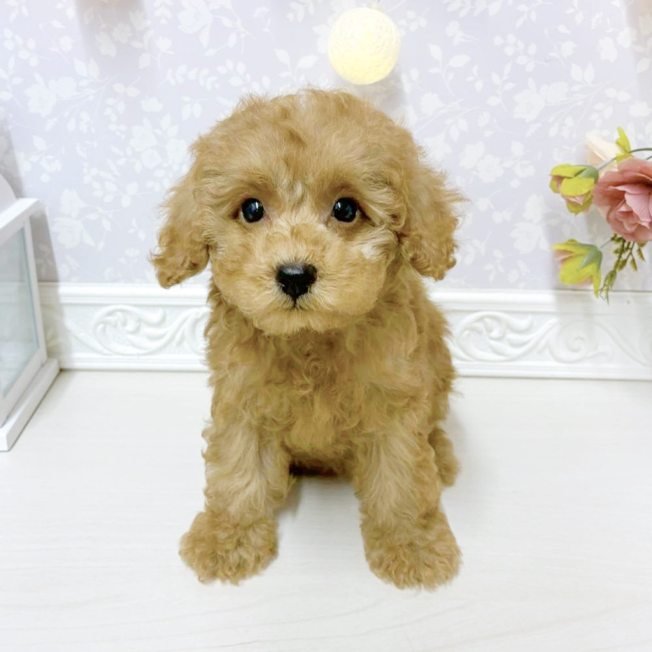 富山県のトイプードル(トイ) (犬の家＆猫の里アミーゴ山室店/2026年8月17日生まれ/女の子/レッド)の子犬の1枚目の画像