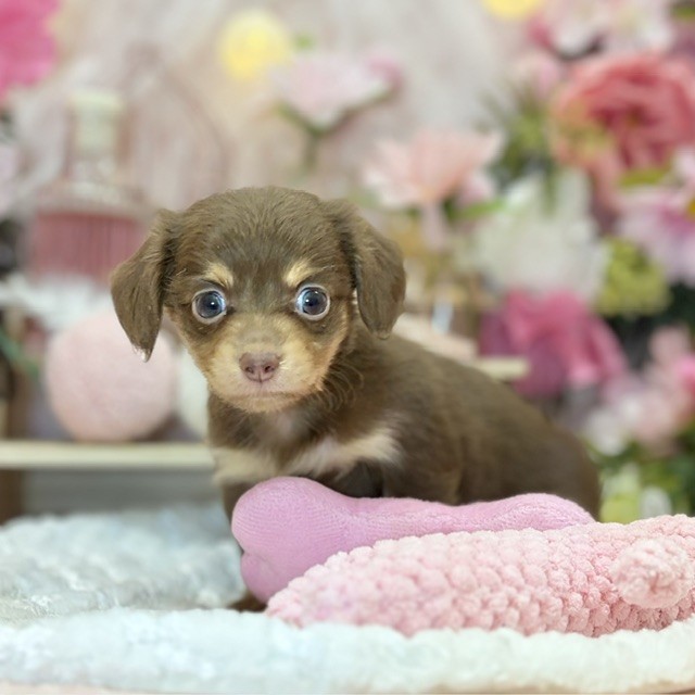 千葉県のチワックス(チワワ×ダックス) (犬の家＆猫の里ワンズモール稲毛店/2026年8月15日生まれ/女の子/チョコレートタン)の子犬の2枚目の画像