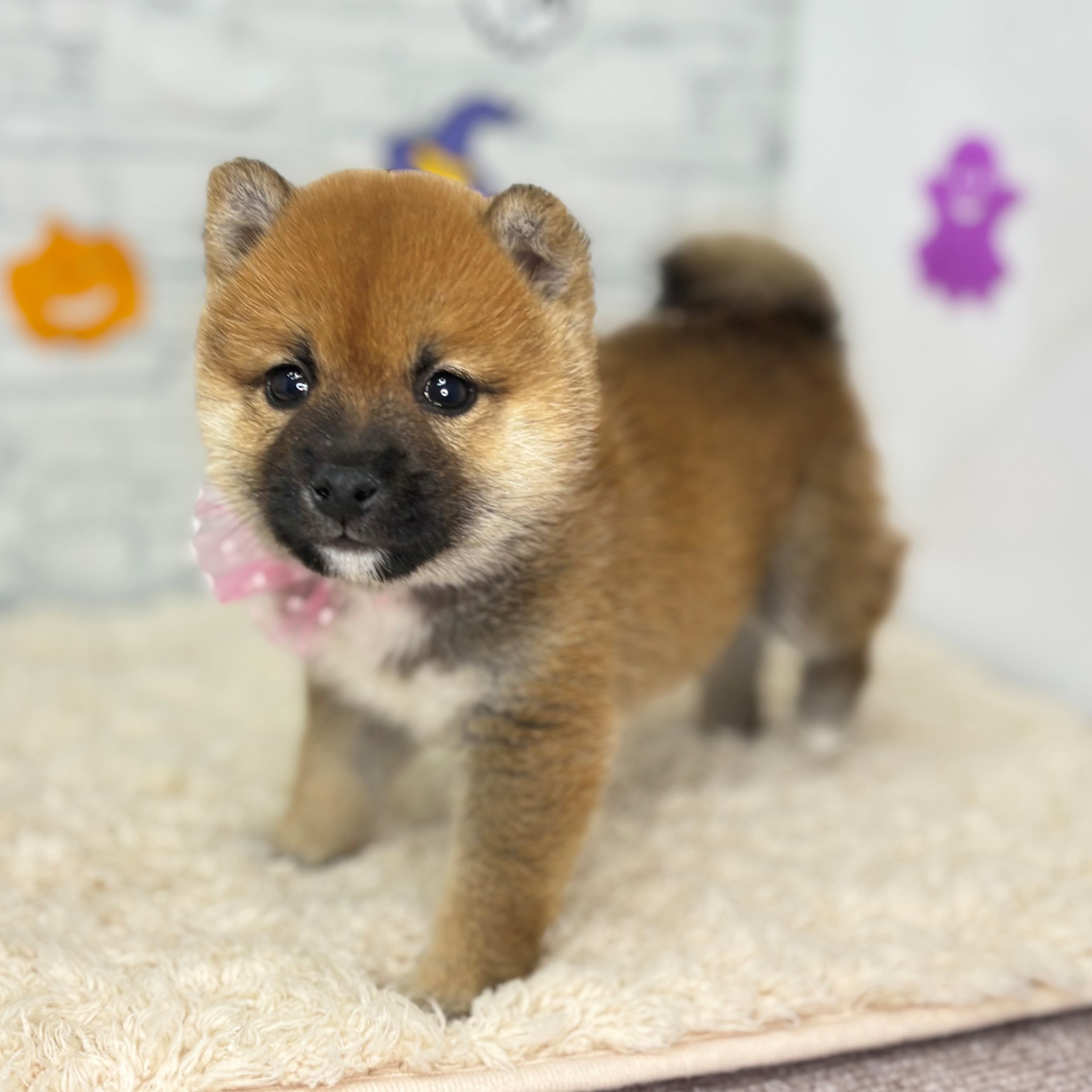 長野県の豆柴 (犬の家＆猫の里長野店/2026年8月18日生まれ/女の子/赤)の子犬の2枚目の画像