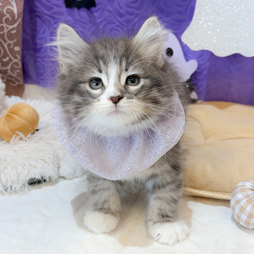 静岡県のノルウェージャンフォレストキャット (犬の家＆猫の里富士店/2026年8月16日生まれ/男の子/ブルータビーホワイト)の子猫の1枚目の画像