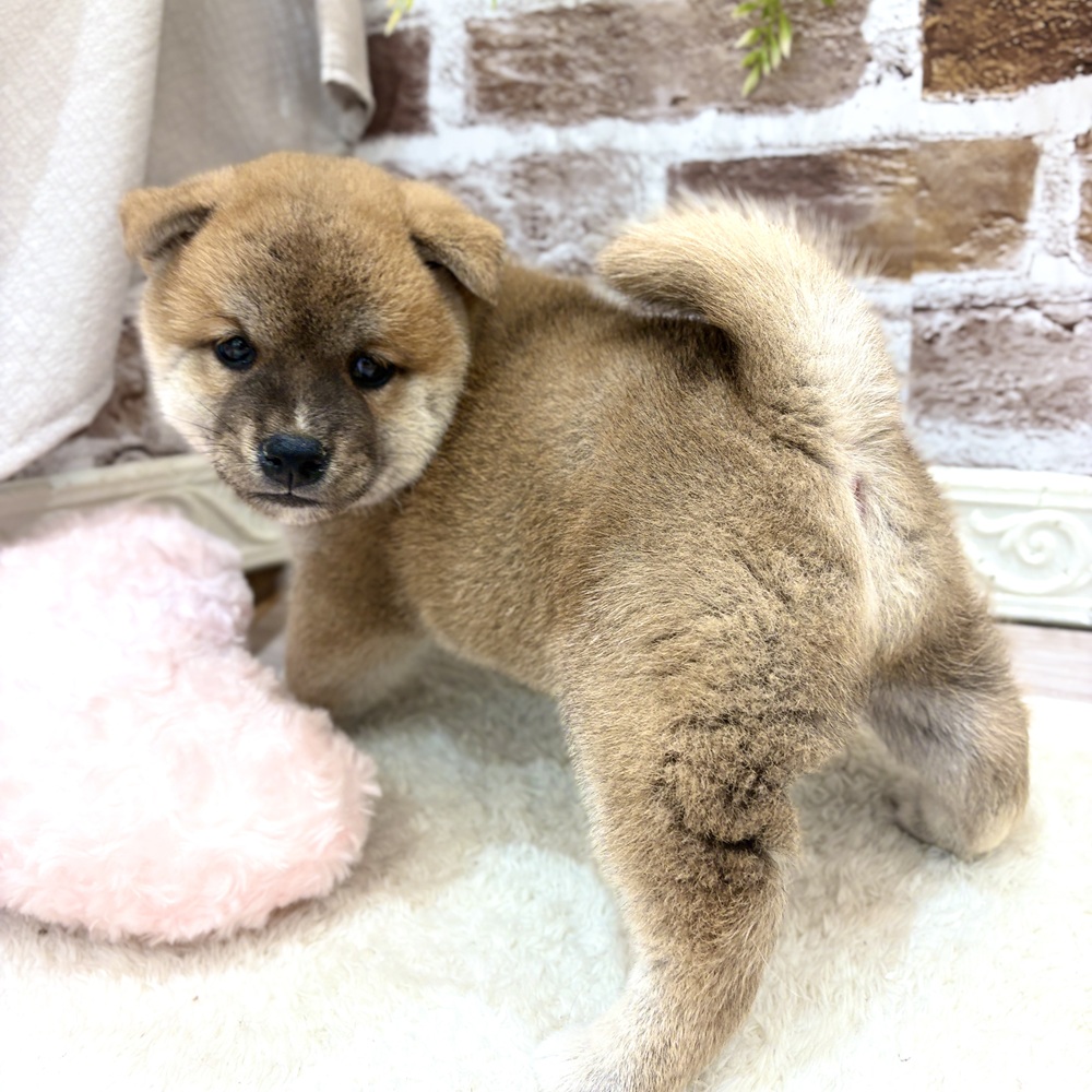 三重県の柴犬(標準サイズ) (犬の家＆猫の里三重桑名店/2026年8月18日生まれ/男の子/赤)の子犬の2枚目の画像
