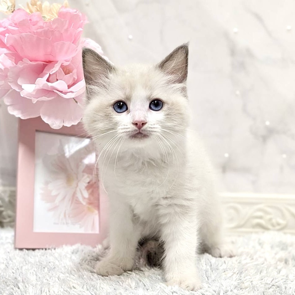 福井県のラグドール (犬の家＆猫の里福井店/2026年8月18日生まれ/女の子/ブルーポイントバイカラー)の子猫の2枚目の画像