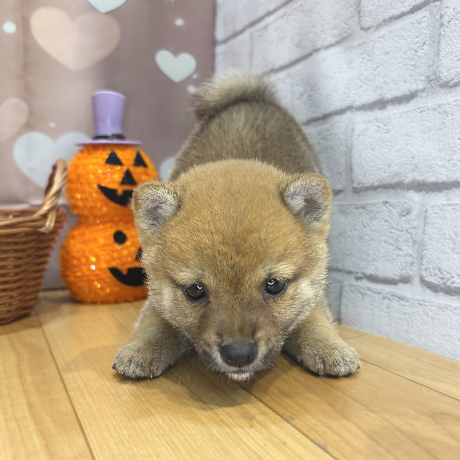 長野県の豆柴 (犬の家＆猫の里カインズ梓川店/2026年8月17日生まれ/男の子/赤)の子犬の2枚目の画像