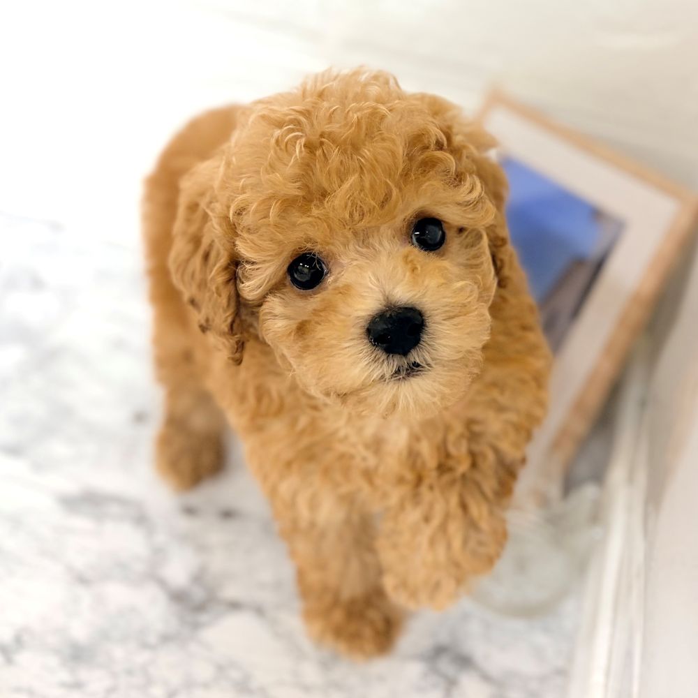愛知県のトイプードル(トイ) (犬の家＆猫の里豊田店/2026年8月18日生まれ/男の子/アプリコット)の子犬の2枚目の画像