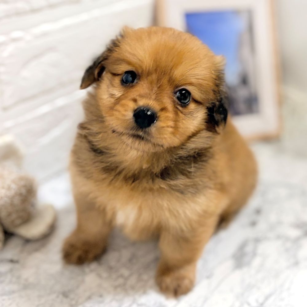 愛知県のポメックス(ポメラニアン×ダックス) (犬の家＆猫の里豊田店/2026年8月18日生まれ/女の子/レッド)の子犬の1枚目の画像