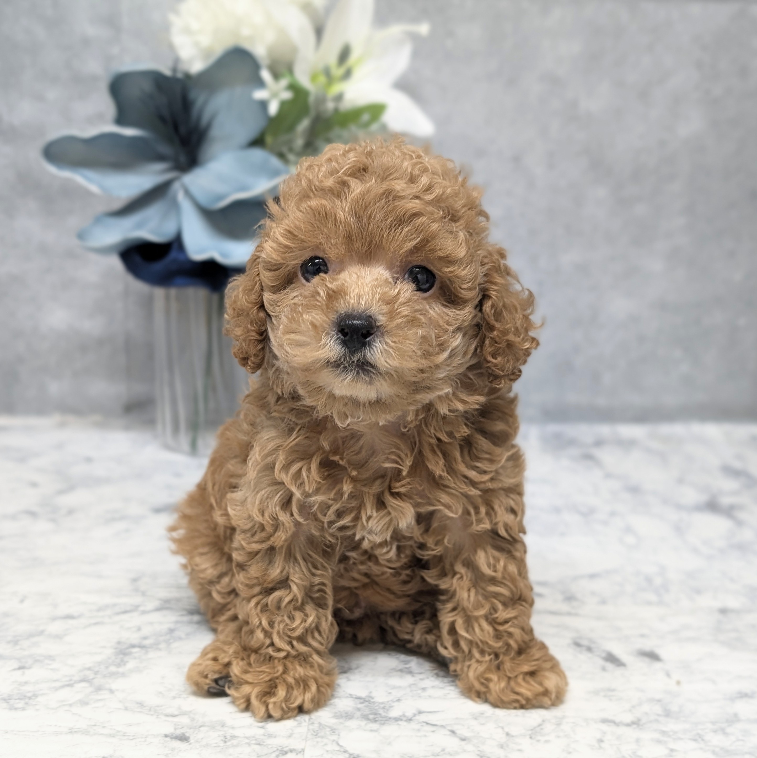 愛知県のトイプードル(トイ) (犬の家＆猫の里安城店/2026年8月16日生まれ/男の子/レッド)の子犬の1枚目の画像