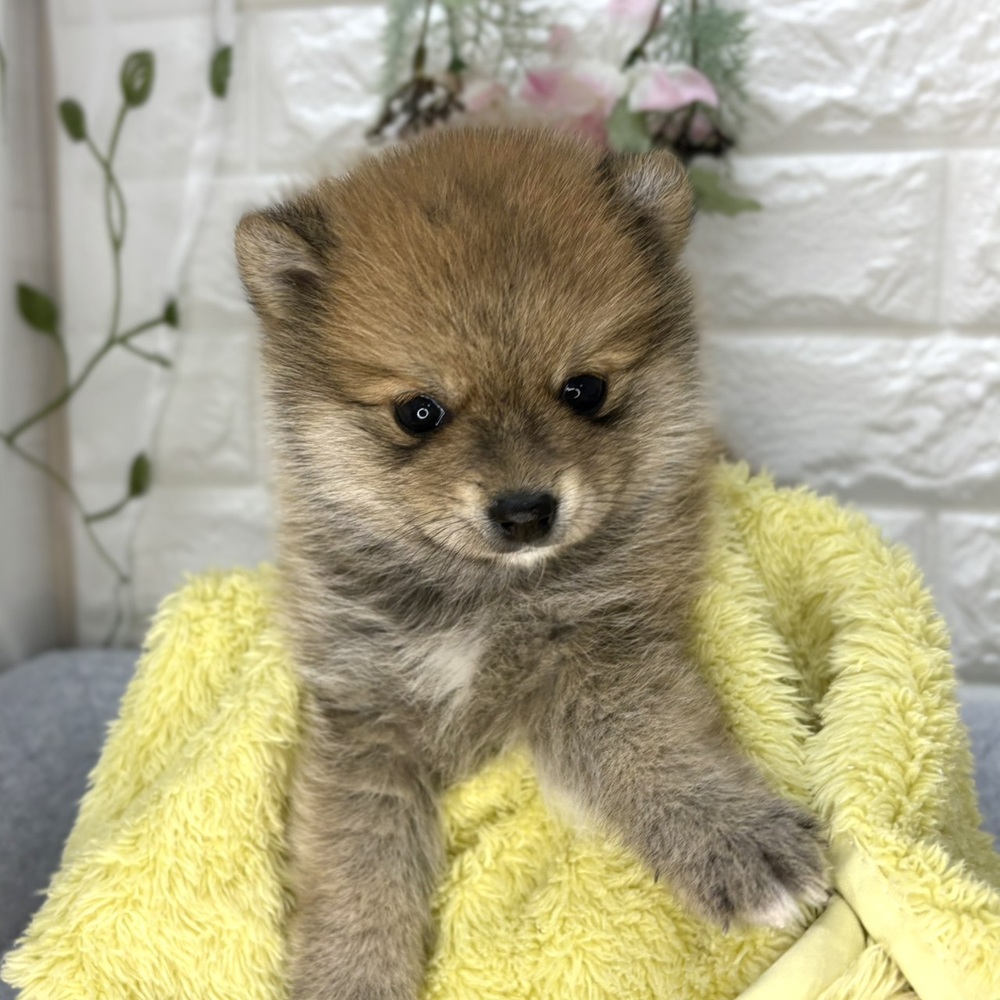 長野県のポメ柴/豆ポメ/ポメ豆柴(ポメラニアン×柴犬) (犬の家＆猫の里塩尻店/2026年8月18日生まれ/女の子/赤)の子犬の2枚目の画像