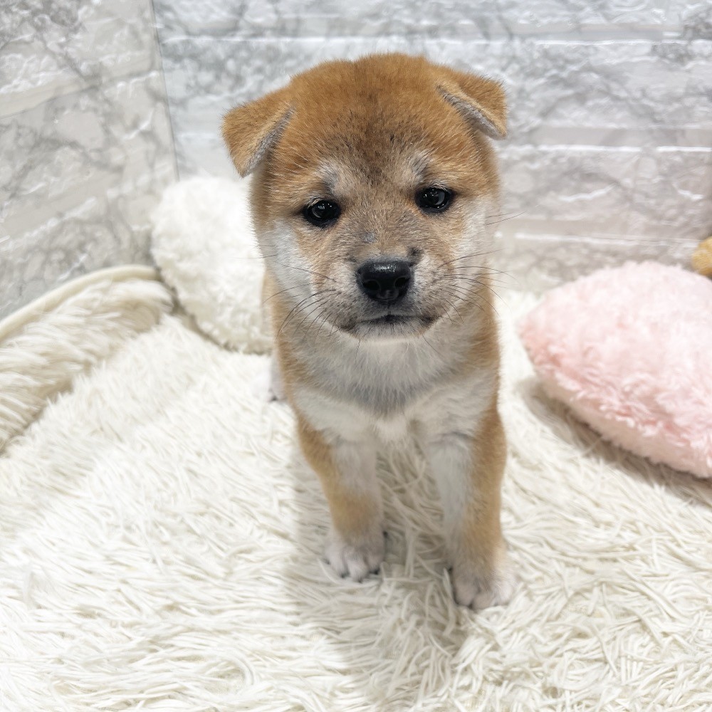 愛知県の柴犬(標準サイズ) (犬の家＆猫の里MiO香久山店/2026年8月17日生まれ/女の子/赤)の子犬の2枚目の画像