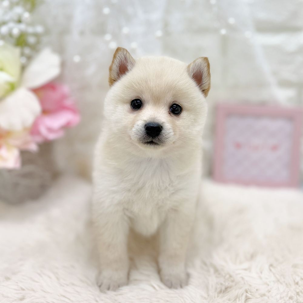 福井県のポメ柴/豆ポメ/ポメ豆柴(ポメラニアン×柴犬) (犬の家＆猫の里アミーゴ福井大和田店/2026年8月18日生まれ/女の子/白)の子犬の1枚目の画像