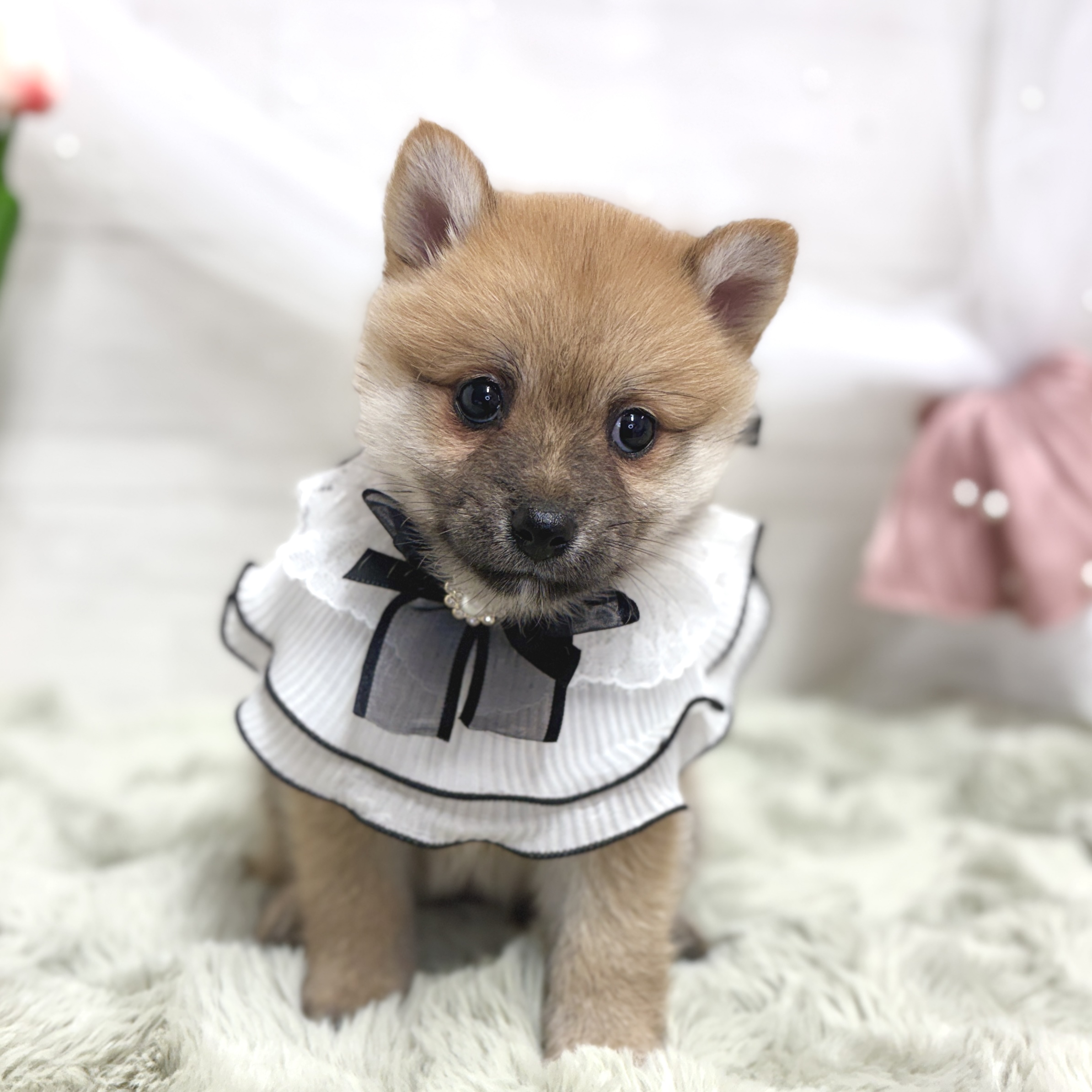 神奈川県のポメ柴/豆ポメ/ポメ豆柴(ポメラニアン×柴犬) (犬の家＆猫の里相模原店/2026年8月18日生まれ/女の子/赤)の子犬の2枚目の画像