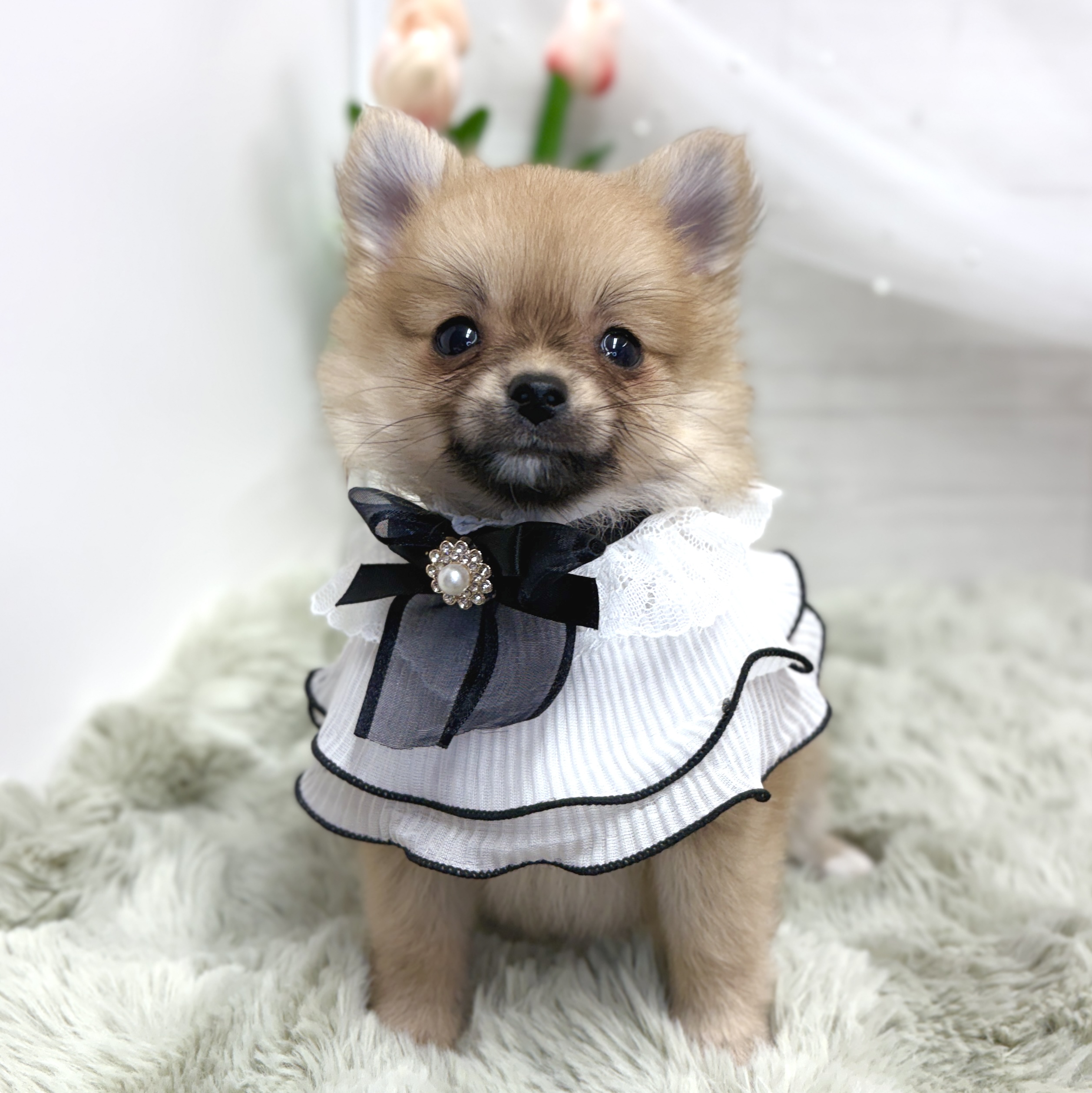 神奈川県のポメチワ/チワポメ/ポメチー(ポメラニアン×チワワ) (犬の家＆猫の里相模原店/2026年8月17日生まれ/女の子/クリームセーブル)の子犬の2枚目の画像