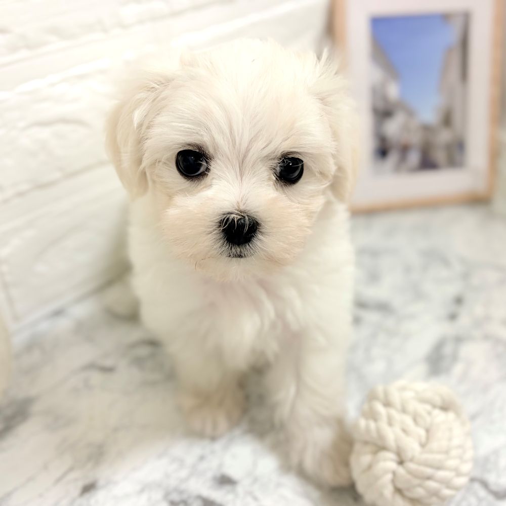 愛知県のマルチーズ (犬の家＆猫の里豊田店/2026年8月18日生まれ/女の子/ホワイト)の子犬の2枚目の画像