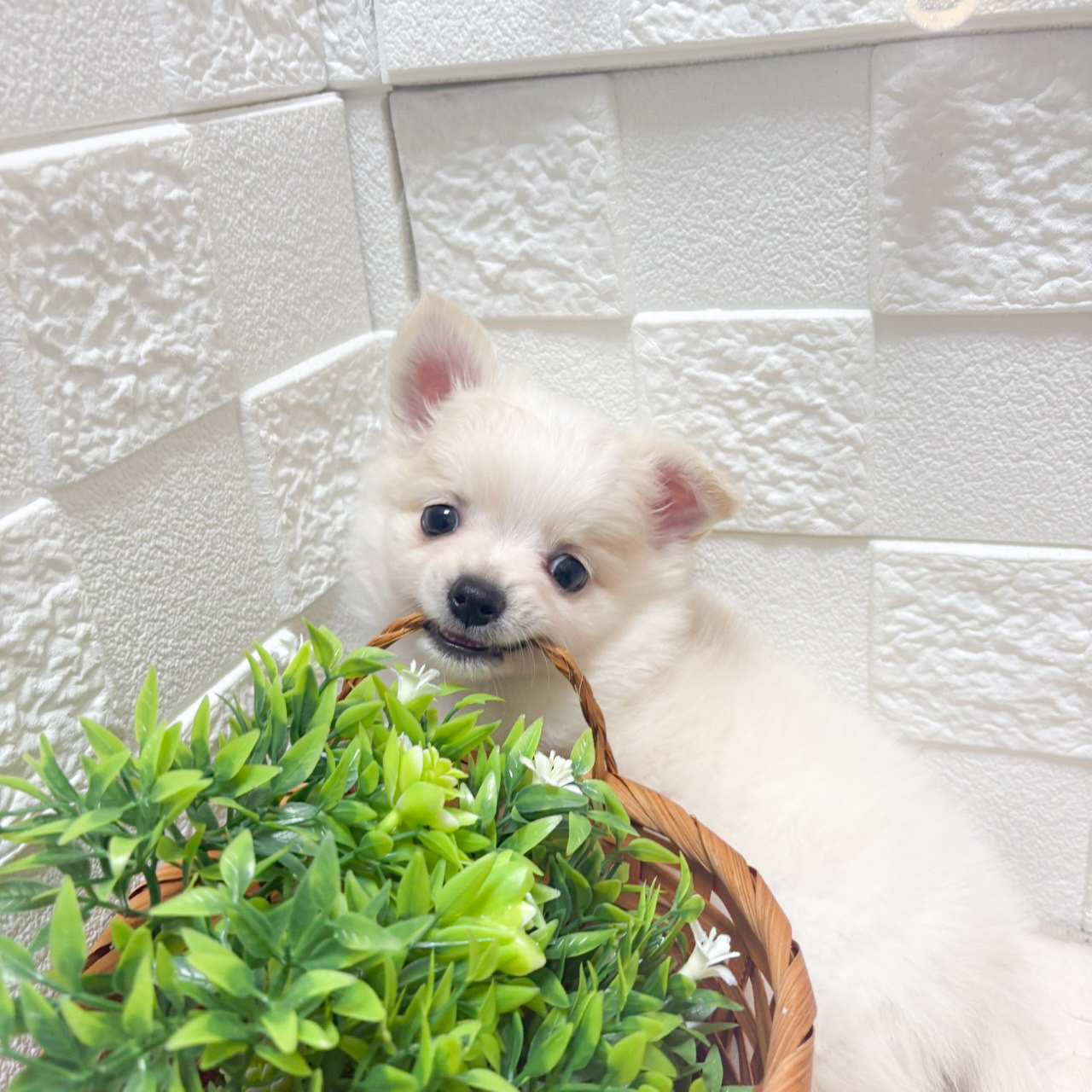東京都のポメチワ/チワポメ/ポメチー(ポメラニアン×チワワ) (犬の家＆猫の里ペットフォレスト小平店/2026年8月16日生まれ/女の子/クリームホワイト)の子犬の2枚目の画像