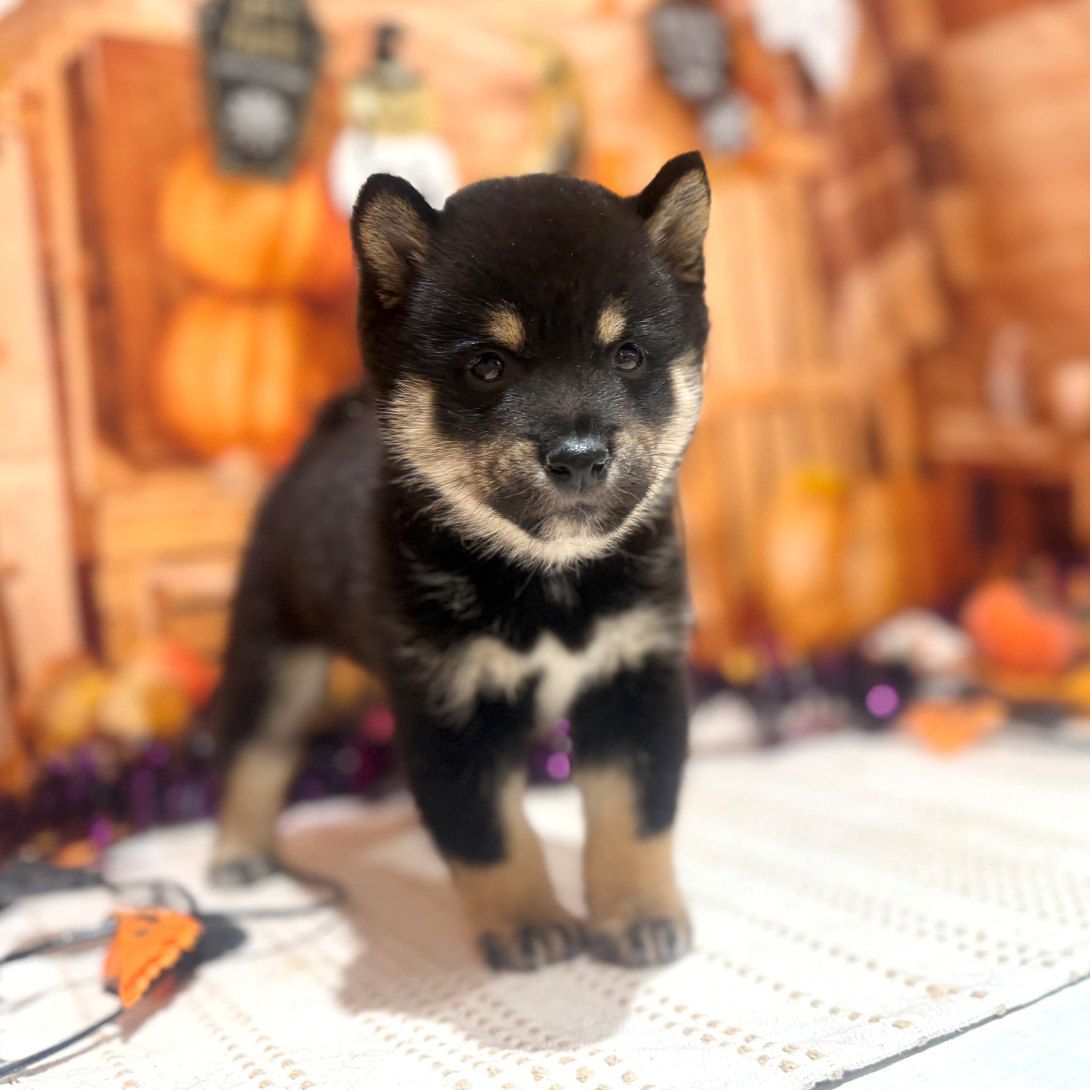 福岡県の豆柴 (犬の家＆猫の里トリアス久山店/2026年8月16日生まれ/男の子/黒)の子犬の1枚目の画像