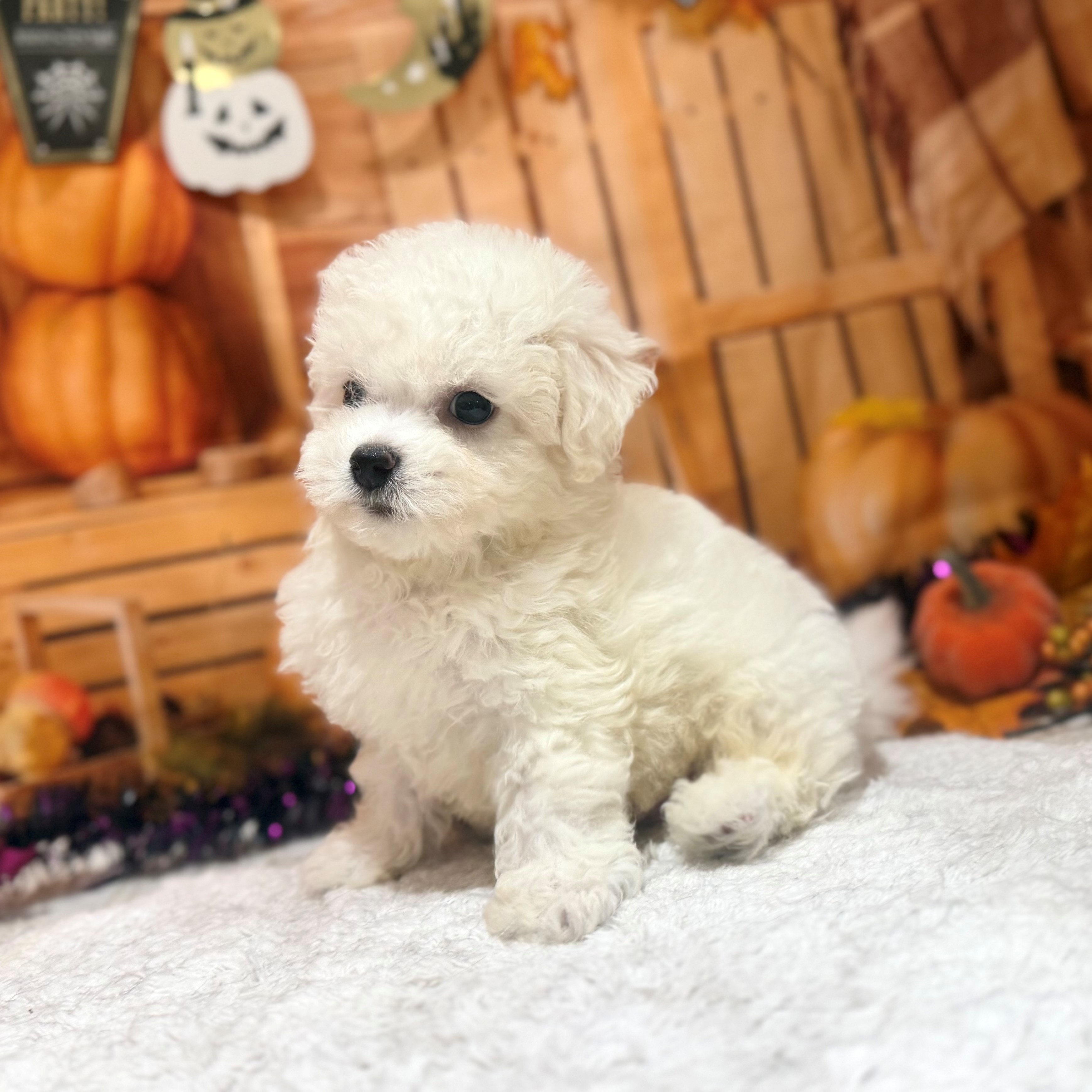 福岡県のビションフリーゼ (犬の家＆猫の里トリアス久山店/2026年8月18日生まれ/男の子/ホワイト)の子犬の2枚目の画像